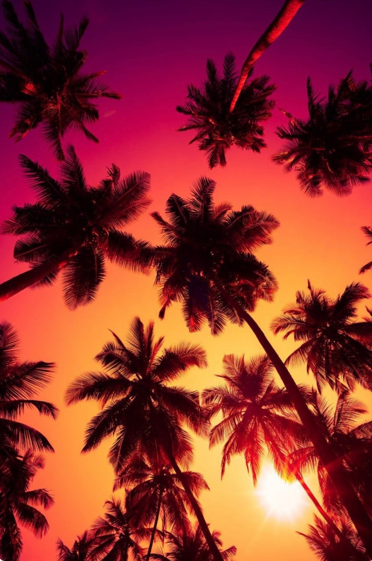 Arte Natural Palmeras