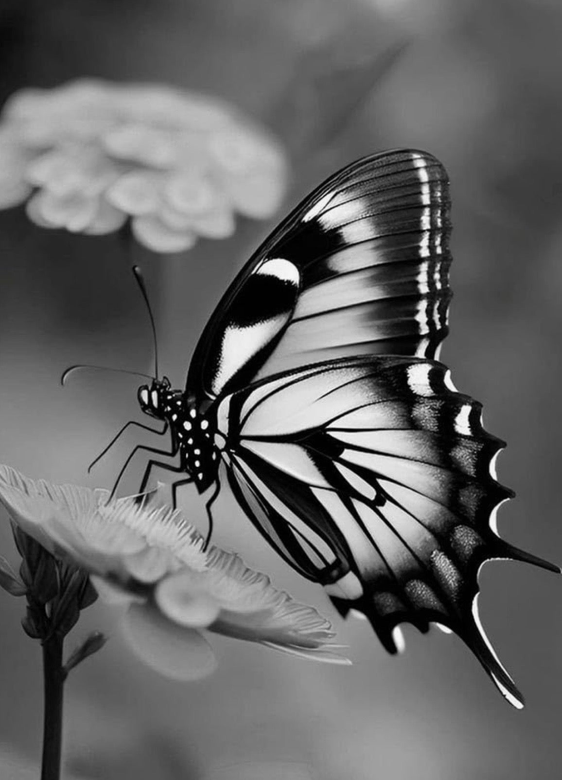 Arte mariposa